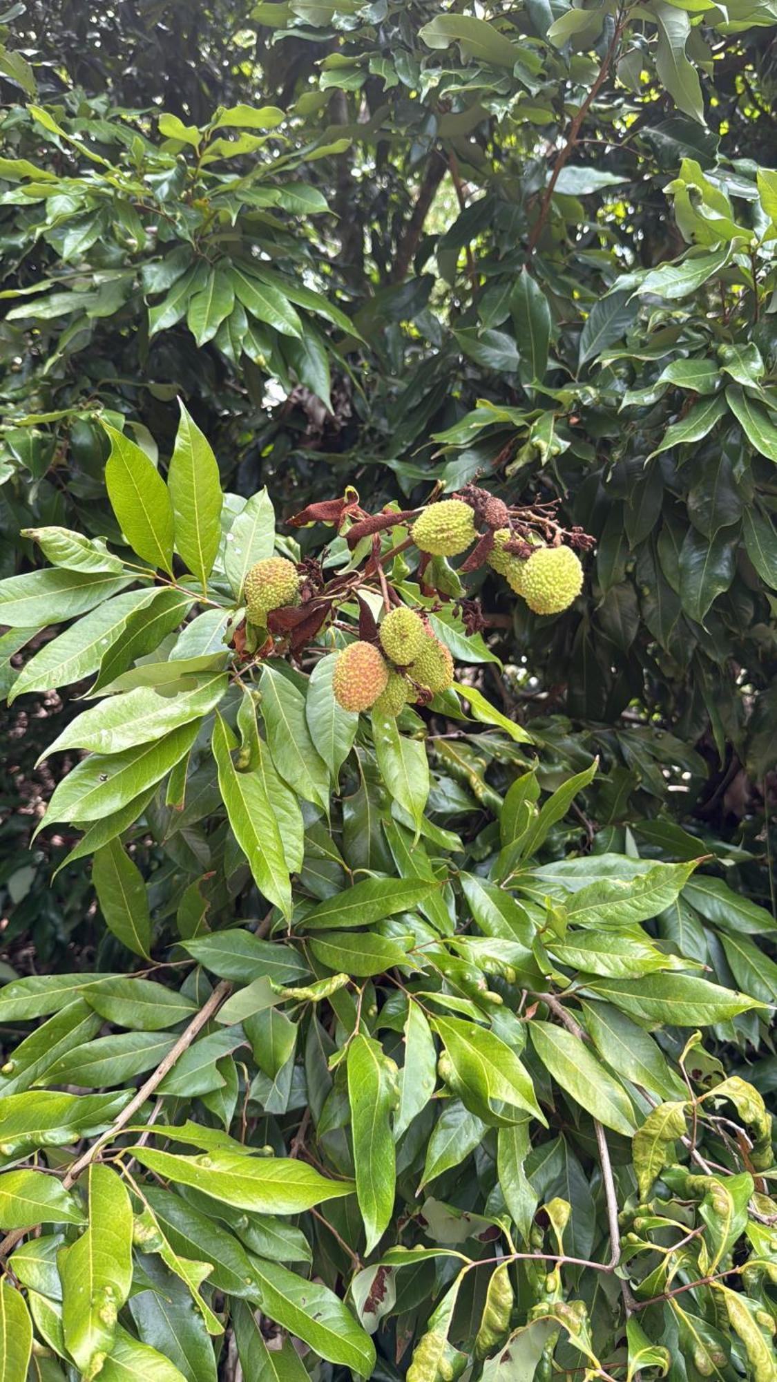 Casarao Verde Sao Luiz do Paraitinga Buitenkant foto